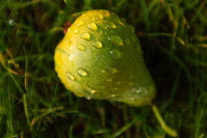 Pázmánd; fotó: Vecsernyés János, 2003